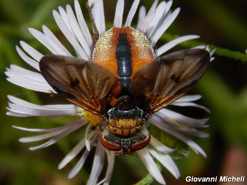 La vita in un fiore (Erigeron annuus)